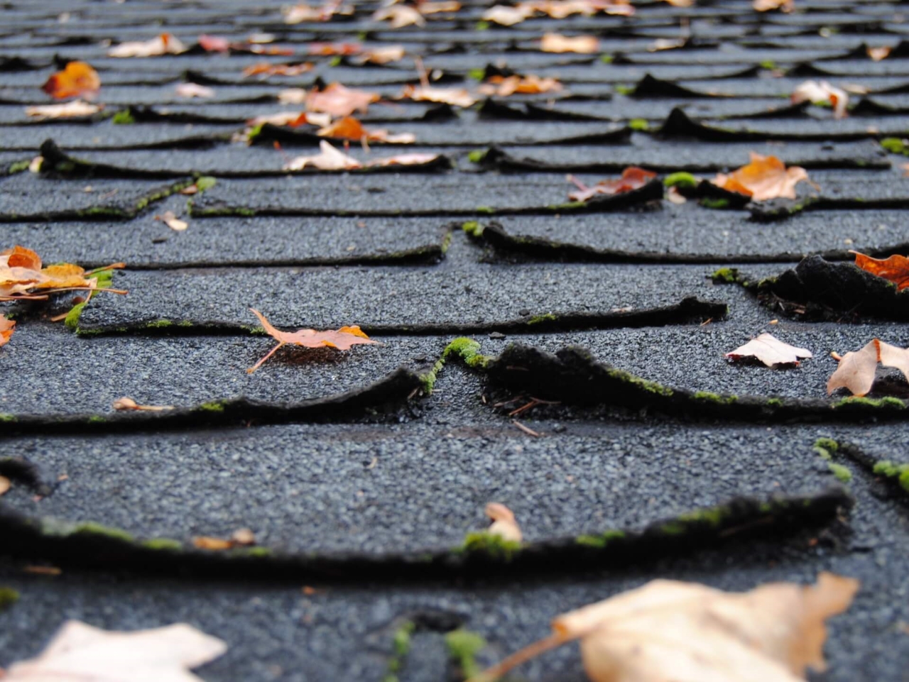 curling or buckling shingles are signs that you need a new roof
