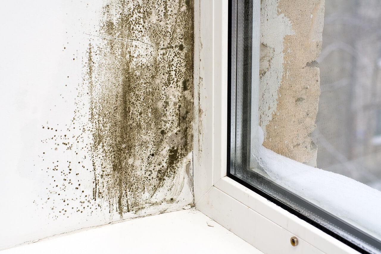 causes of mold growth